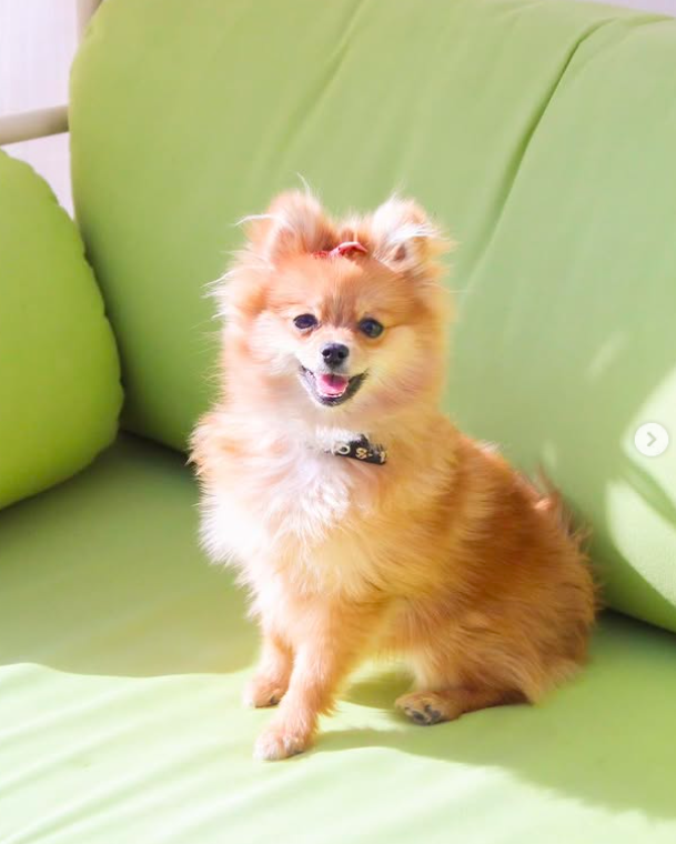 Brunch captura de pantalla 2026 03 19 000903