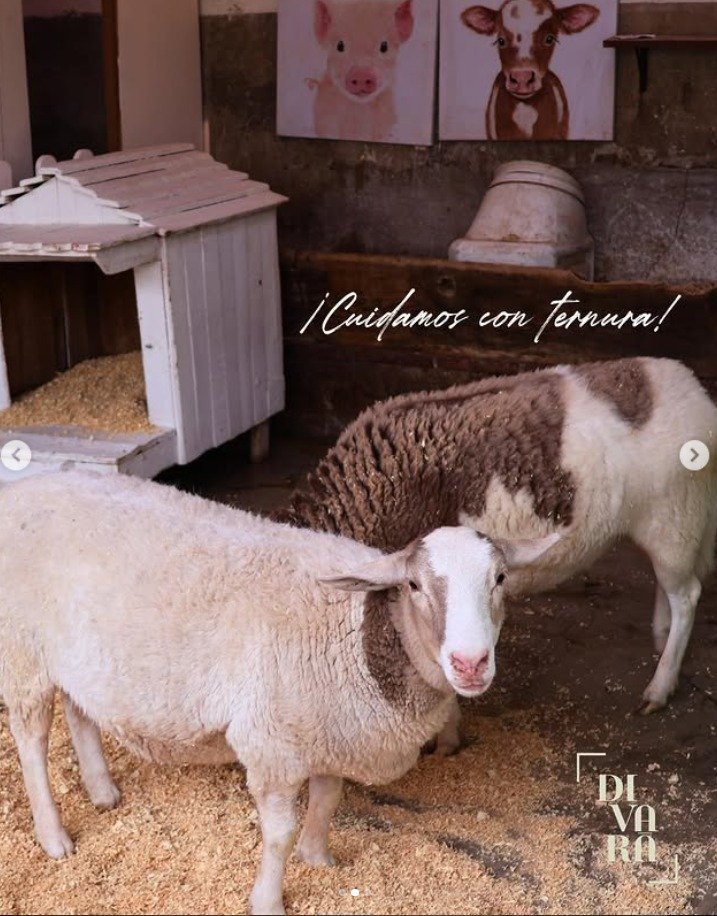 whatsapp image 2026 04 09 at 8.48.03 pm